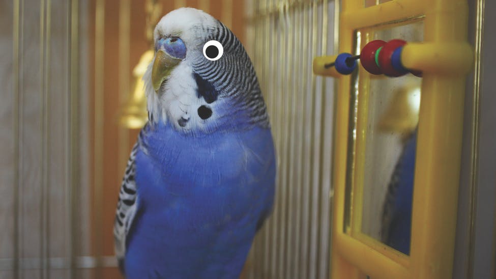 ¿Qué pájaro soy?